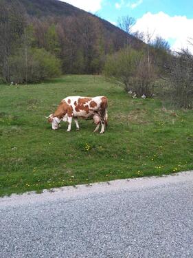 Foto - Wiese Pachten - 300,00&nbsp;EUR Kaltmiete, ca.&nbsp; 0,00&nbsp;m&sup2;