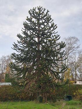 Foto - Grundstück in Elmenhorst/Lichtenhagen