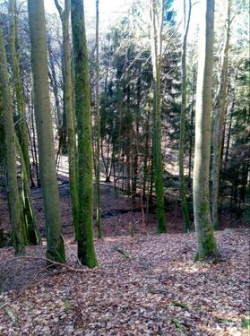 Foto - Grundstück zur Miete in Laufach