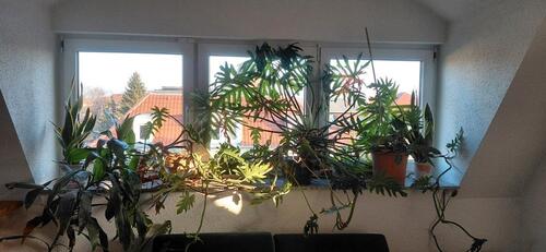 Foto - 4 Zimmer Dachgeschoßwohnung in Bautzen