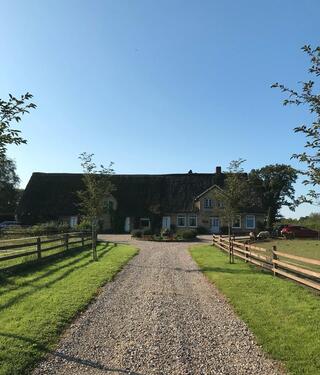 Foto - Reetdachhaus Alleinlage Resthof Pferde