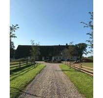 Reetdachhaus Alleinlage Resthof Pferde - Albersdorf