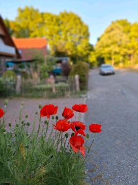 Foto - Einfamilienhaus Aurich Popens nähe Ems Jade Kanal