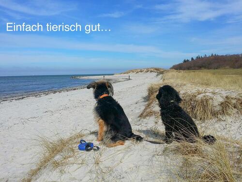 Foto - Ferienwohnungen Urlaub mit Hund Ostsee Wendtorf Kieler Bucht ab