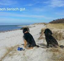 Ferienwohnungen Urlaub mit Hund Ostsee Wendtorf Kieler Bucht ab - Laboe