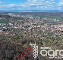 Stattlicher Buchenmischwald (ca. 0,4 ha) am südl. Stadtrand von Sonderhausen - Sondershausen