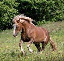 Urlaub mit Hund und eigenem Pferd - Blunk