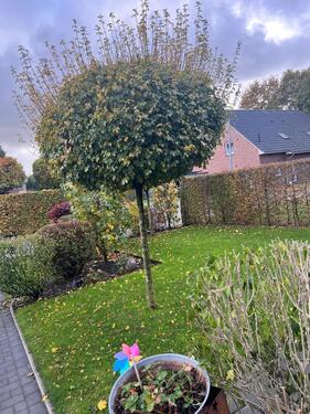 Foto - Einfamilienhaus in Aurich