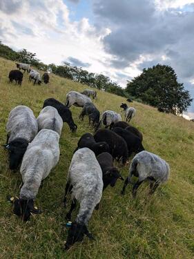 Foto - andere zur Miete in Blunk