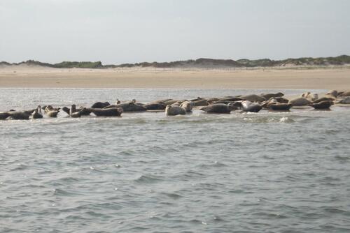 Foto - andere zur Miete in Dornum