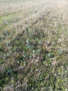 Foto - Grundst&uuml;ck zur Miete in Diepenau