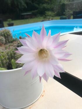 Foto - EFH mit Pool im Elsass an Mitbewohner zu vermieten
