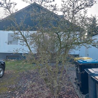 Foto - charmanter sonniger Bungalow - mit Garage und Terrassen
