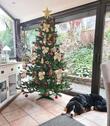 Foto - Einfamilienhaus in Schillingen zum Kaufen