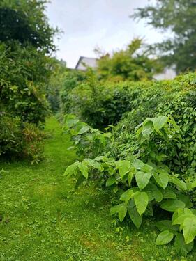 Foto - 5 Zimmer Doppelhaushälfte zum Kaufen in Grimmen