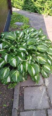 Foto - Grundst&uuml;ck in Meißen zur Miete