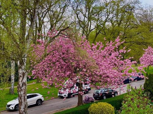 Foto - 4 Zimmer-ETW direkt am Stadtpark-zur Wakenitz ca. 150m