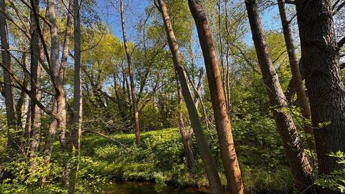 Foto - Naturnahe Grünfläche an der Hochschule Gera - 12 Anteil