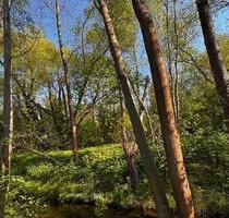 Naturnahe Grünfläche an der Hochschule Gera - 12 Anteil