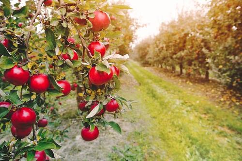 Foto - Hochbeete mieten in Forst Lausitz ab 5€