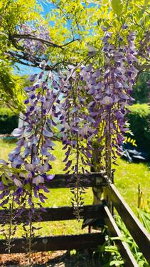 Foto - Grundst&uuml;ck zur Miete in Coswig