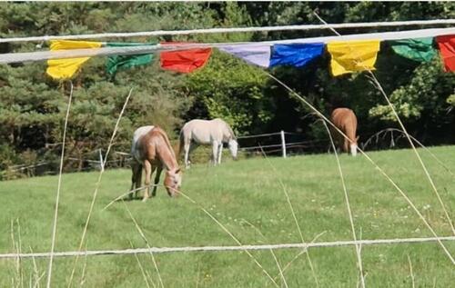 Foto - Leben in der Natur mit Tieren - 619.999,00&nbsp;EUR Kaufpreis, ca.&nbsp; 160,00&nbsp;m&sup2;