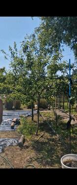 Foto - Pachtgarten - 4.500,00&nbsp;EUR Kaltmiete, ca.&nbsp; 20,00&nbsp;m&sup2;