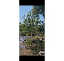 Pachtgarten - 4.000,00&nbsp;EUR Kaltmiete, ca.&nbsp; 20,00&nbsp;m&sup2; in Neustrelitz (PLZ: 17235)