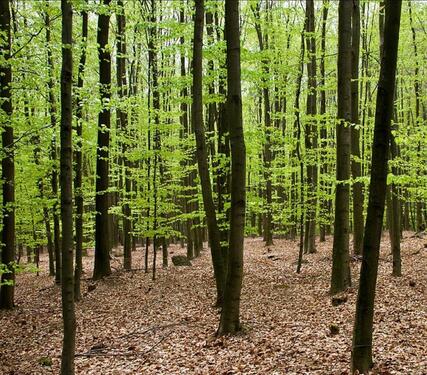 Foto - Schöner letzter Platz im FriedWald Taunusstein – Baumgrab
