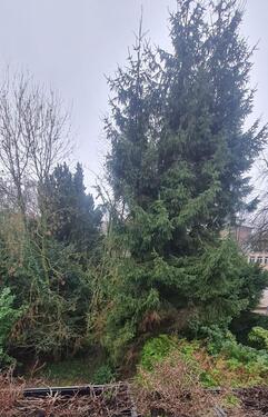 Foto - Grüne Oase in Rüttenscheid!- 3 Zi.Wohnung mit Südbalkon