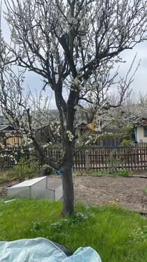 Foto - Grundst&uuml;ck in Dresden