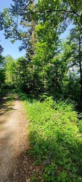 Foto - HOLZGOLD _ WaldGrundstück _ Nähe Schlossruine Waseneck