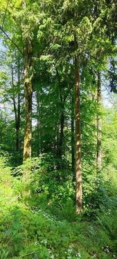 Foto - Grundstück in Oberndorf am Neckar