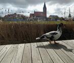 Foto - andere in Barth zur Miete