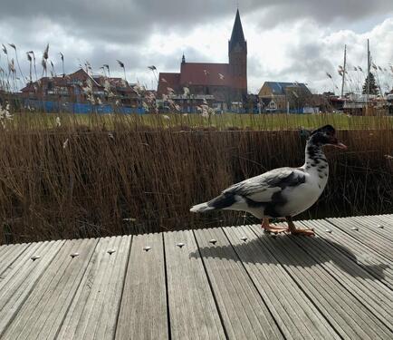 Foto - andere in Barth zur Miete