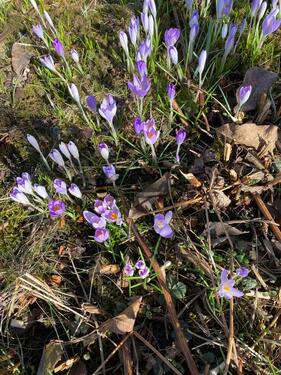 Foto - Grundst&uuml;ck in Leipzig zur Miete