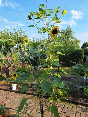 Foto - Kleingarten 09131 Wiesenquell - 2.222,00&nbsp;EUR Kaltmiete, ca.&nbsp; 0,00&nbsp;m&sup2;