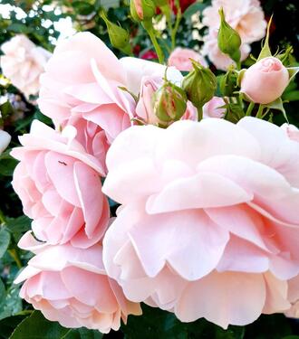 Foto - Grundst&uuml;ck in Chemnitz zur Miete