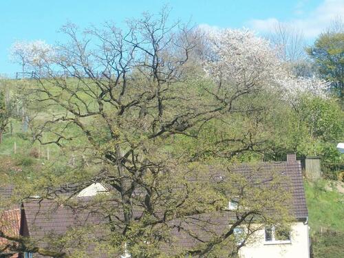 Foto - 5 Zimmer Einfamilienhaus zum Kaufen in Höxter