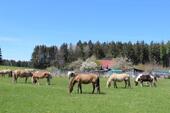 Foto - Ferienwohnung im Hinterland des Bodensees am Tor zum Allgäu