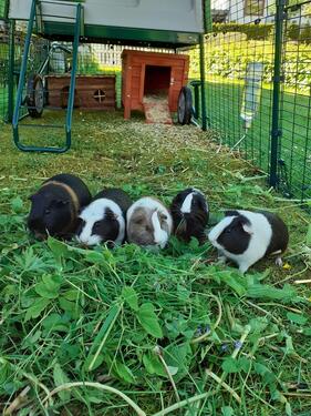 Foto - andere in Lennestadt