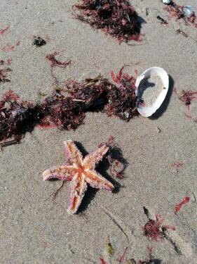 Foto - Ostsee strandnah Ferienwohnung Urlaub ab*