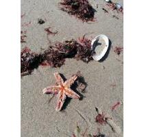 Ostsee strandnah Ferienwohnung Urlaub ab* - Dassow