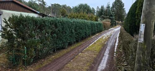 Foto - Einfamilienhaus zur Miete in Jessen (Elster)