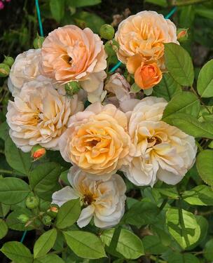 Foto - 1 Zimmer Erdgeschoßwohnung zur Miete in Hamburg