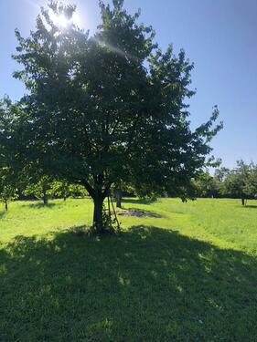 Foto - Grundstück zur Miete in Ludwigsburg