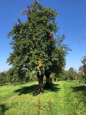 Foto - Grundstück in Ludwigsburg