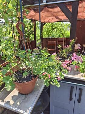 Foto - Grundst&uuml;ck zur Miete in Freital