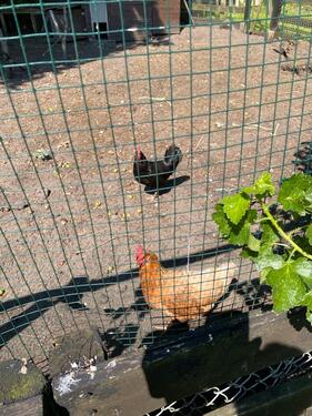 Foto - andere in Jübek zur Miete