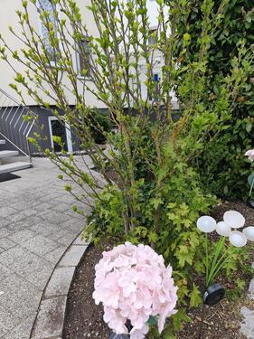 Foto - 2 Zimmer Maisonettenwohnung zur Miete in Singen (Hohentwiel)